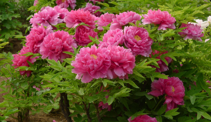 Introduction of producing area and planting history of tree peony