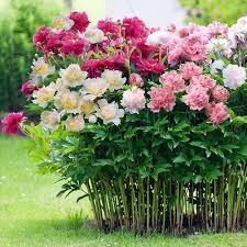 Six main points of herbaceous peony cultivation