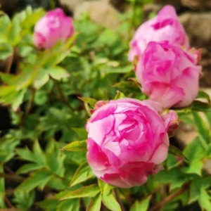 Common Pests and Diseases of tree Peony