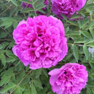 Lan Tian Meng Rockii Tree Peony