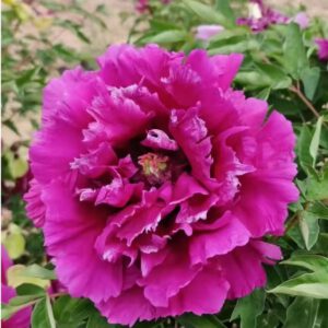 rockii tree peony for sale