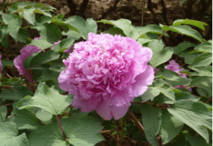 Cai Hui