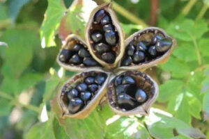 paeonia rockii seeds