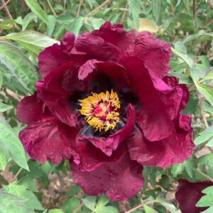 Ye Guang Bei Rockii Tree Peony