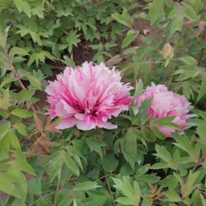He Ping Er Qiao Rockii Tree Peony