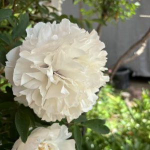 Xiao Xue Rockii Tree Peony