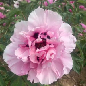 Yi Du Chun Qiu Rockii Tree Peony
