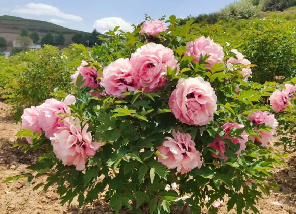 What kind of soil should be chosen for growing rockii peony What kind of soil should be chosen for growing rockii peony