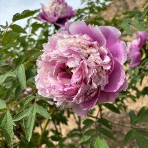 Lan Yu San Tai Rockii Tree Peony