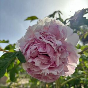 Tao Rong Rockii Tree Peony