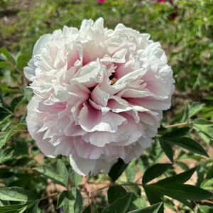 Fen Xiu Qiu Rockii Tree Peony
