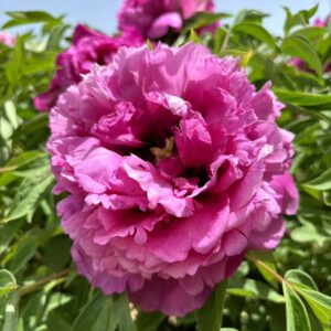 Hong Lou Cang Jiao Rockii Tree Peony