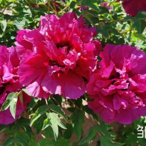 Zou Mei Gui Rockii Tree Peony