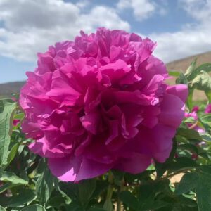 Zi Lou Xiang Cui Rockii Tree Peony