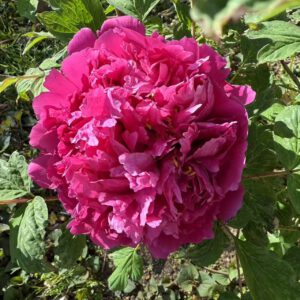 Mei Gui Sa Jing Rockii Tree Peony