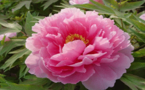 Ba Qian Dai Chun