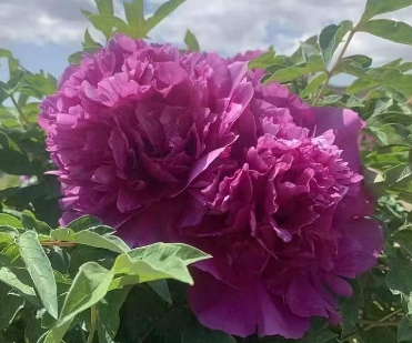 Methods of tree peony planting management