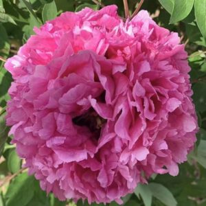 Xiong Shi Rockii Tree Peony