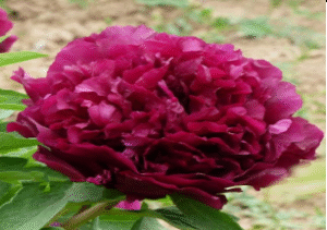Yan Long Zi