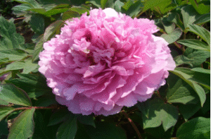 Ling Hua Zhan Lu