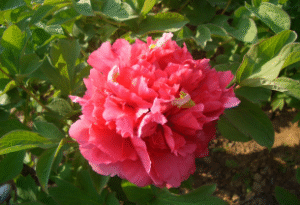Ni Hong Huan Cai