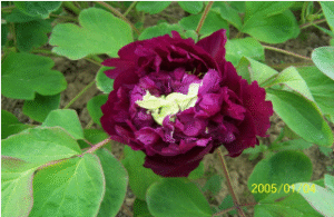 Qing Long Wo Mo Chi