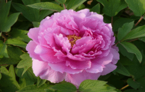 Lu He Hong