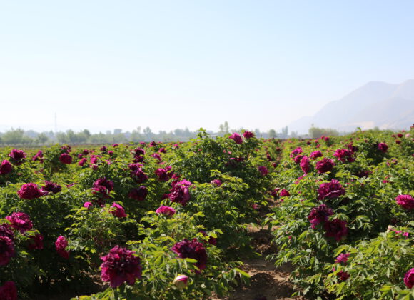 How to manage the tree peony after flowering