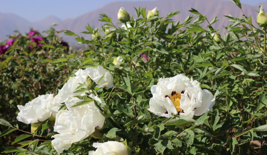 The key point of planting rockii peony The key point of planting rockii peony