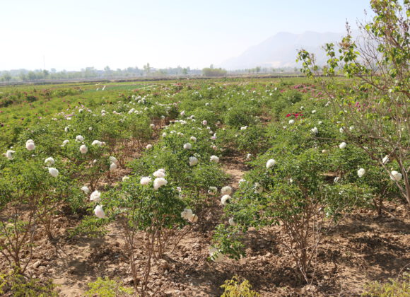 Introduction of Paeonia rockii