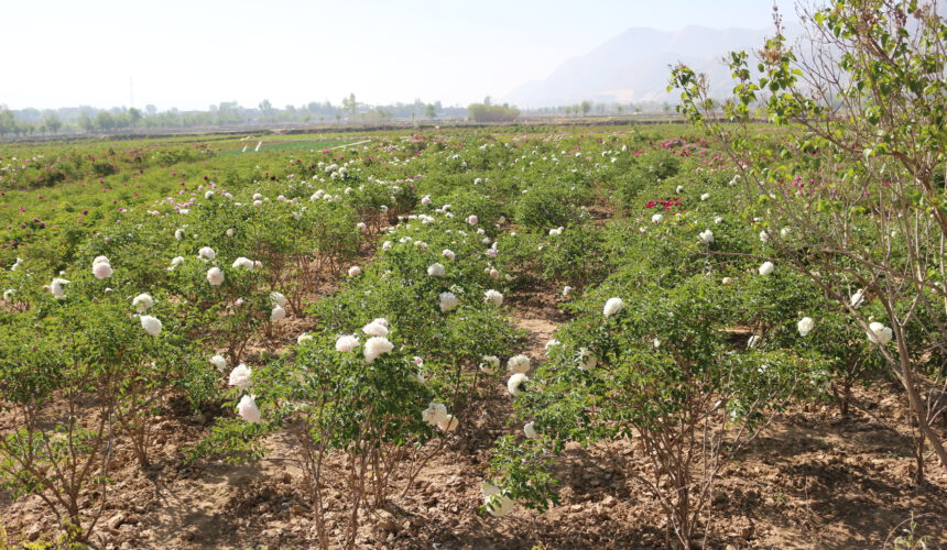 Introduction of Paeonia rockii Introduction of Paeonia rockii