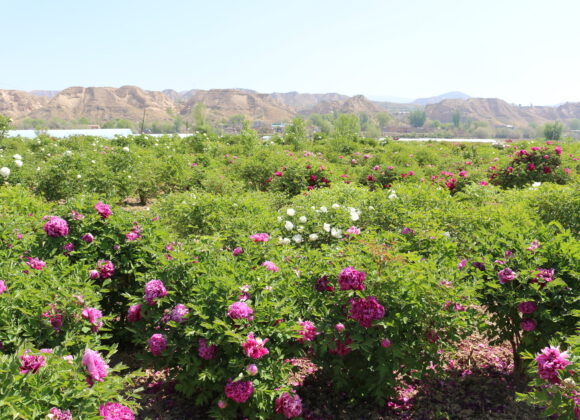 Peony rockii’s Planting and Management