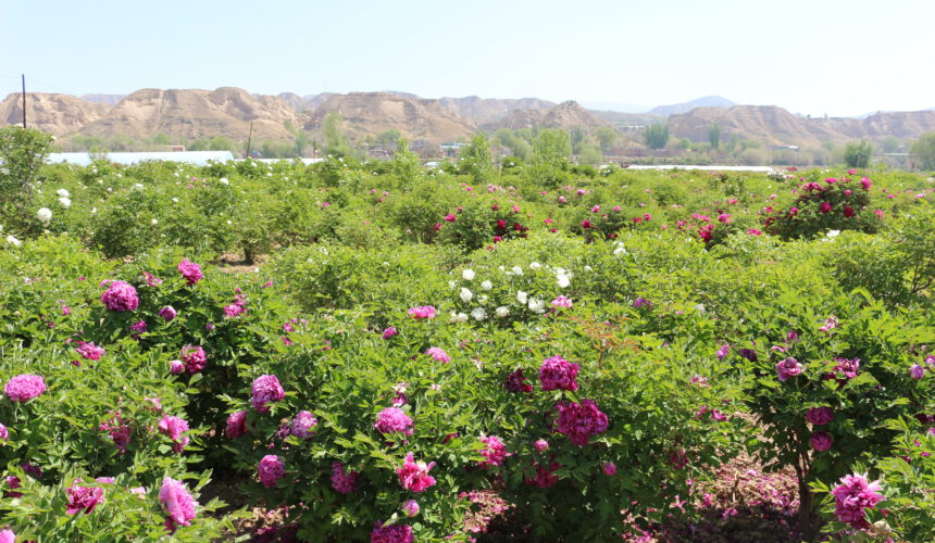 Peony rockii’s Planting and Management Peony rockii’s Planting and Management