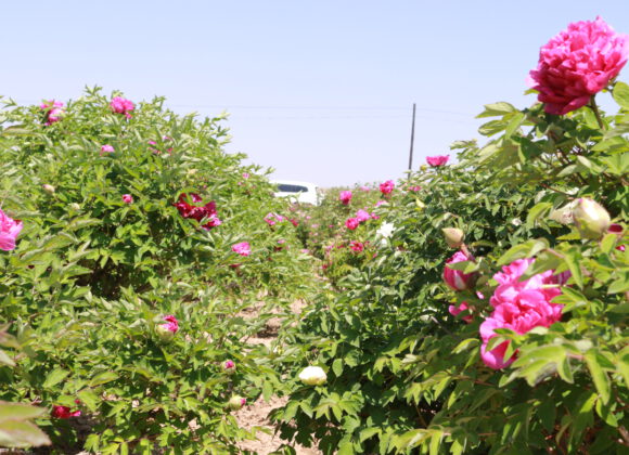 Management method of tree peony in winter