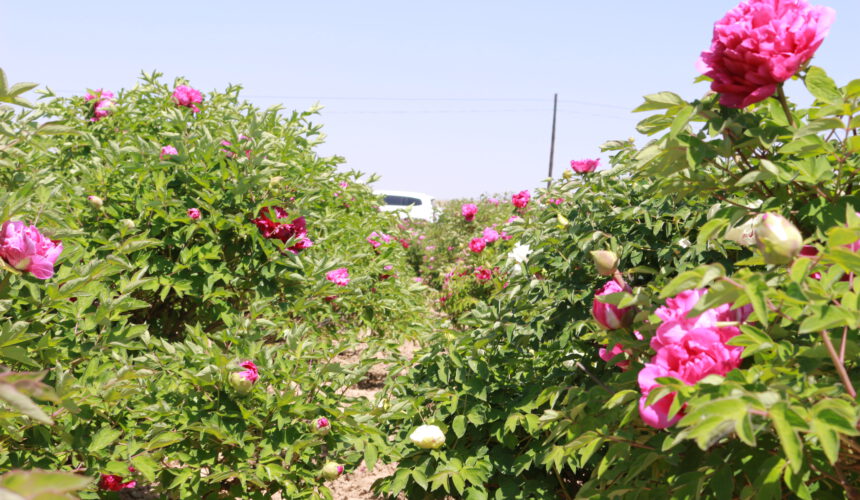 Management method of tree peony in winter Management method of tree peony in winter