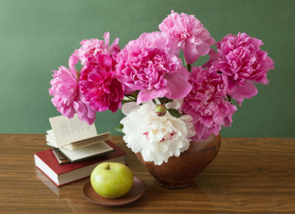 Planting methods and precautions of herbaceous peony