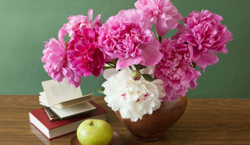 Planting methods and precautions of herbaceous peony