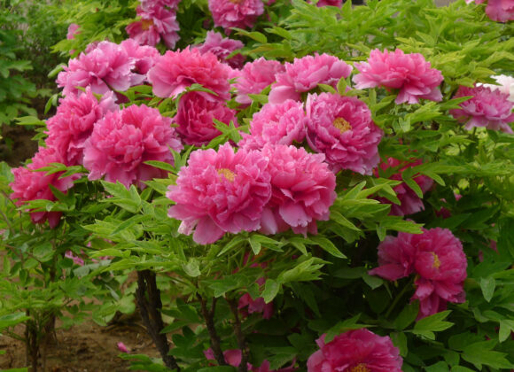 Introduction of producing area and planting history of tree peony