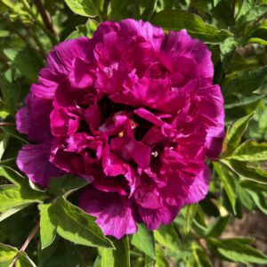 Zi Zhu Sha Rockii Tree Peony