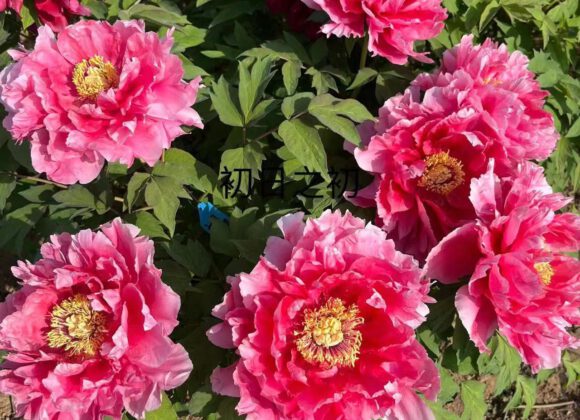 How the tree peony should be managed in summer