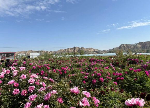 Key points of land arrangement for tree peony planting