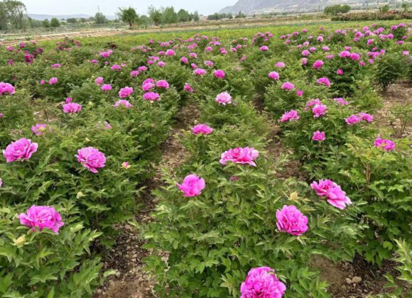 Some measures to manage paeoniarockii in summer need to be known