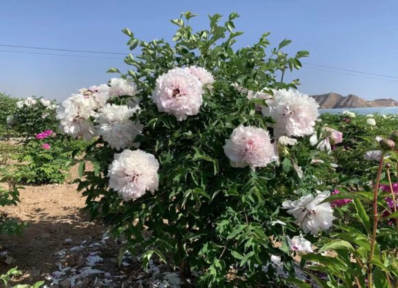 The three most common breeding methods of tree peony