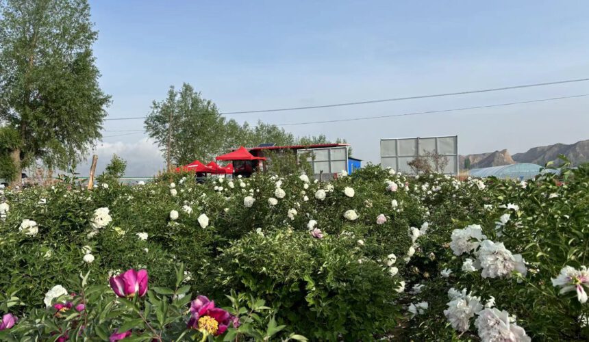 The reason why the survival rate ofpaeonairockii grafted with herbaceous peonyi The reason why the survival rate ofpaeonairockii grafted with herbaceous peonyi