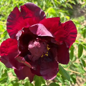 Hei Mei Ren Rockii Tree Peony