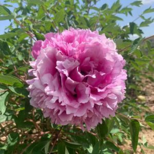 Tian Shan Wo Xue