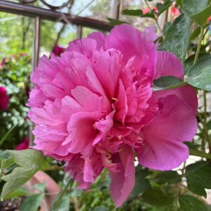 Hong Guan Jin Yao Dai Rockii Tree Peony