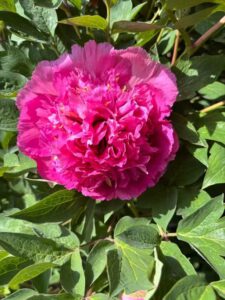 rockii tree peony