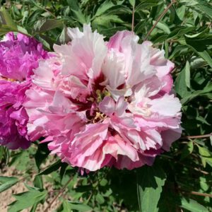Hong Zhuang Su Guo Rockii Tree Peony