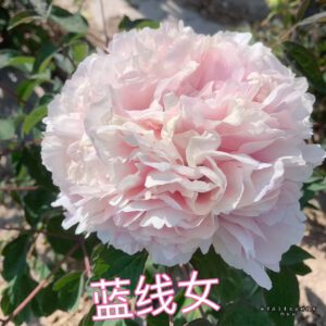 Lan Xian Nv Rockii Tree Peony